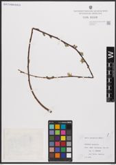Foto von Salix cantabrica Rech. f.
